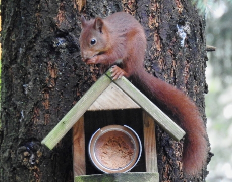 Bezoeker van pindapot nr1