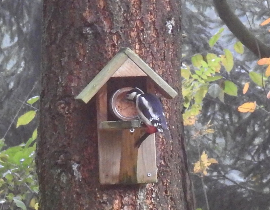 Bezoeker van pindapot nr2 - Vogels - Grote bonte specht