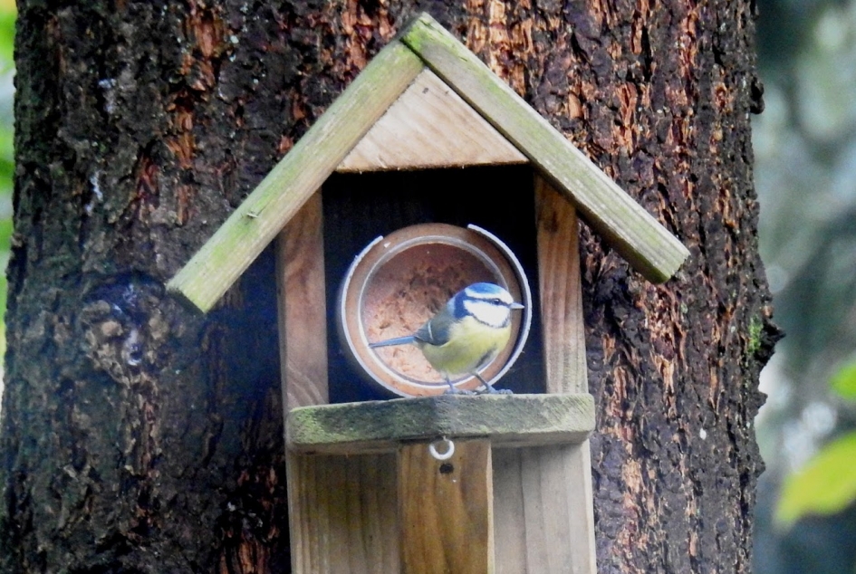 Bezoeker van pindapot nr3 - Vogels - Pimpelmees