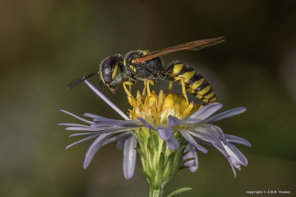 Bijenwolf - Weer en landschap - Bijenwolf