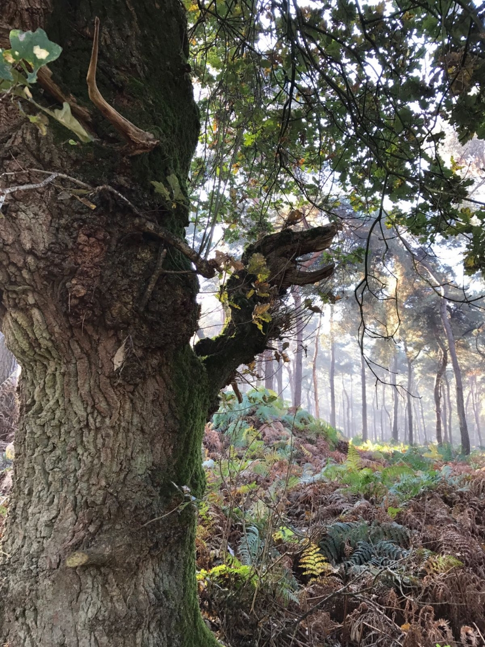Blaffende tekkel in de boom - Planten - Tekkel in de eikenboom