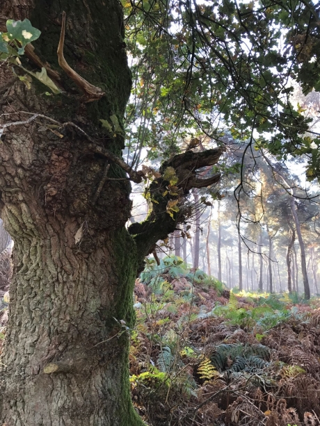 Blaffende tekkel in de boom