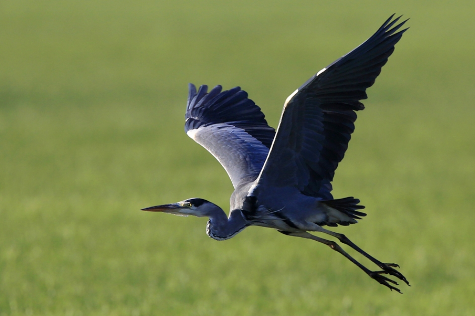 Blauw - Vogels - Blauwe Reiger