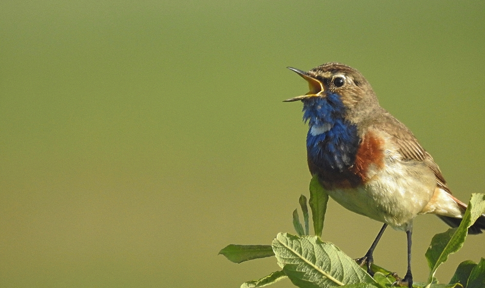Blauwborst - Vogels - 