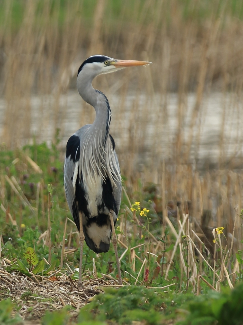 blauwe reiger - Vogels - 