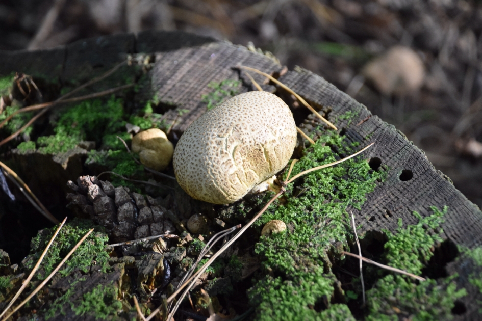 Boleet - Schimmels - 