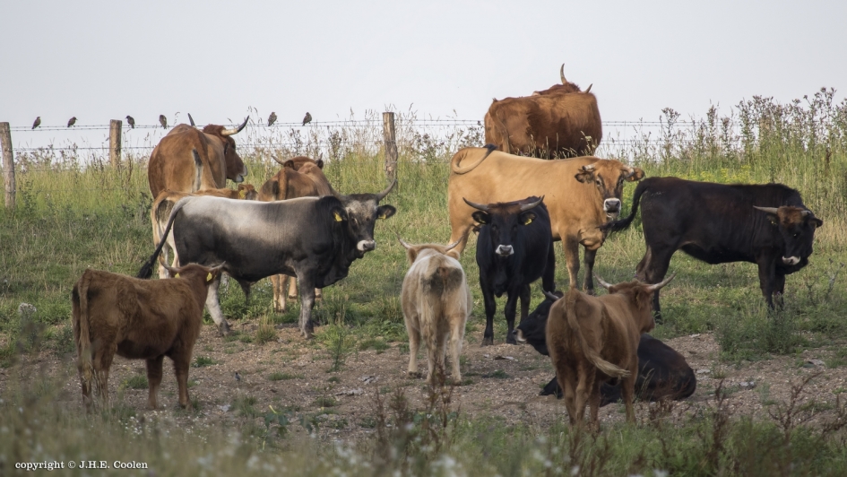 Bonte verzameling - Zoogdieren - 