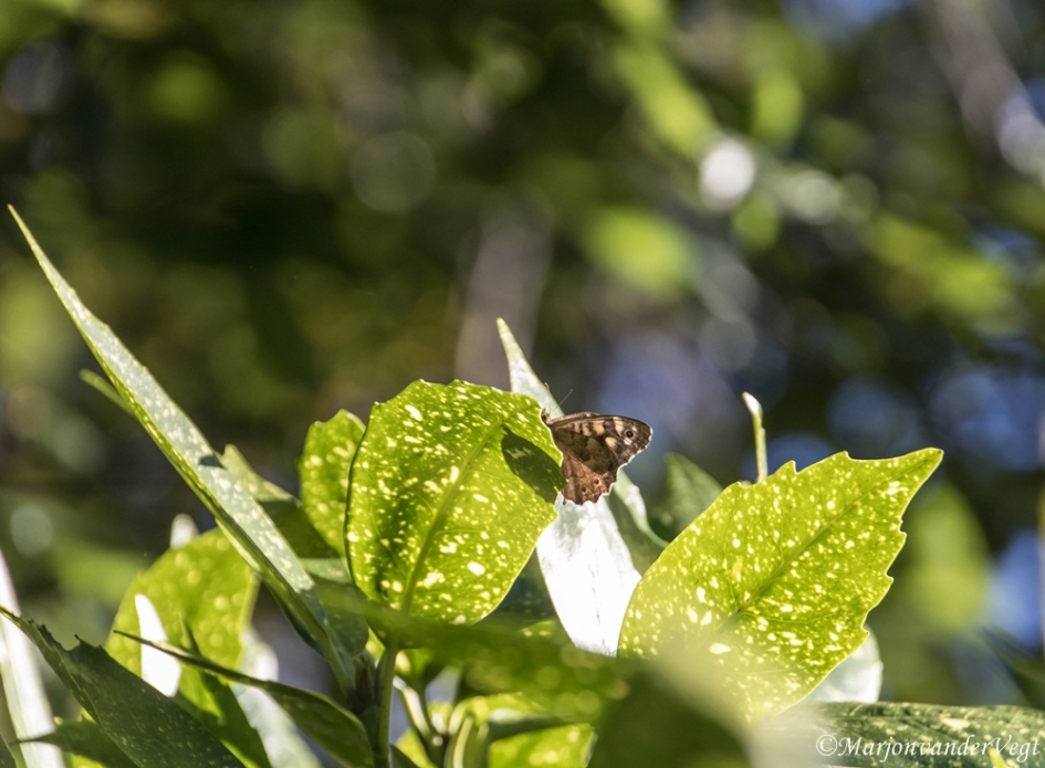 Bontzandoogje aan 't zonnen - Geleedpotigen - Bontzandoogje