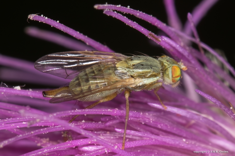 Boorvlieg - Geleedpotigen - Boorvlieg