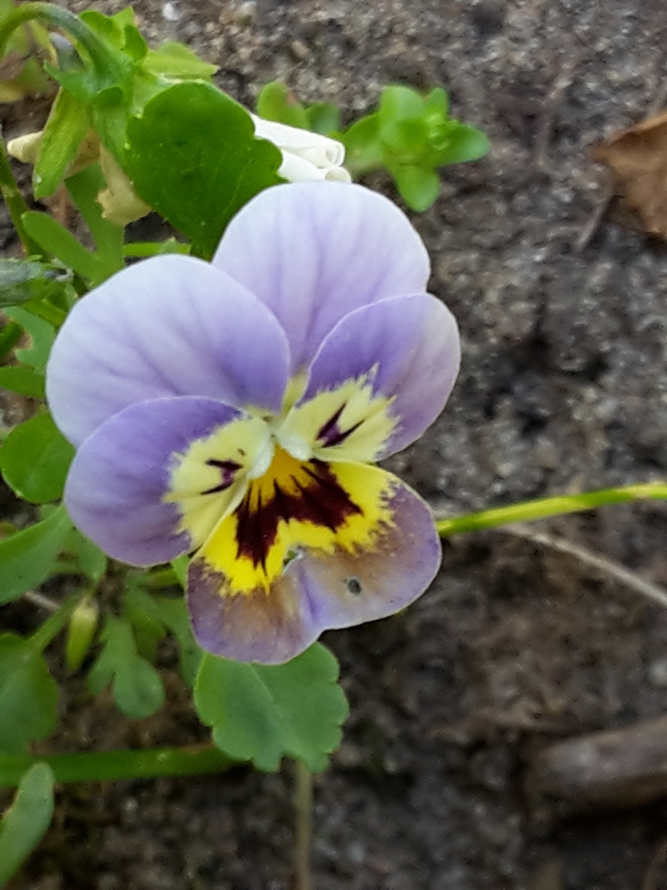 boosviooltje - Planten - 