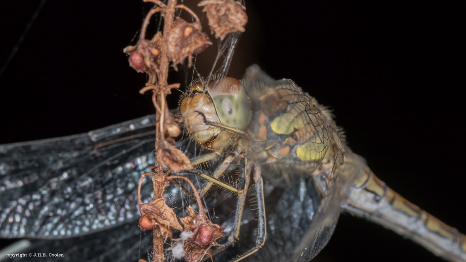 Bruin - Geleedpotigen - Bruinrode heidelibel