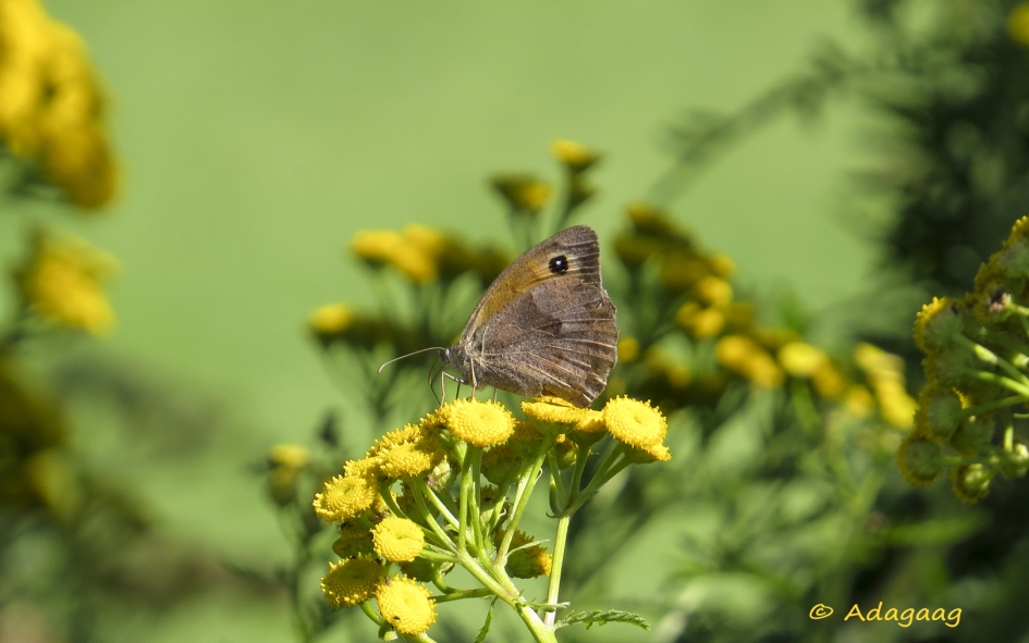 Bruin Zandoogje - Geleedpotigen - Bruin Zandoogje