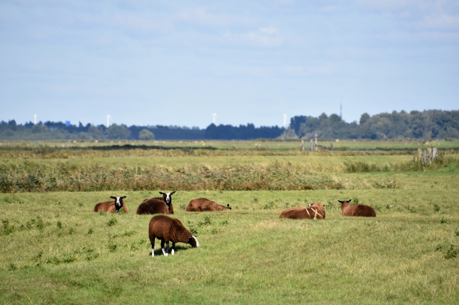 Bruine schapen - Zoogdieren - 