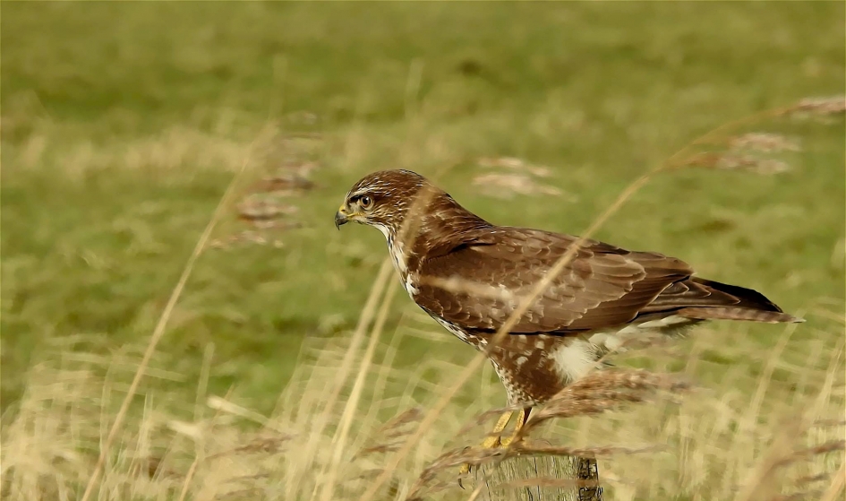 Buizerd - Vogels - 