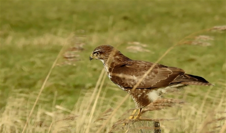 Buizerd