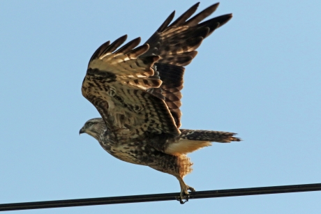 Buizerd