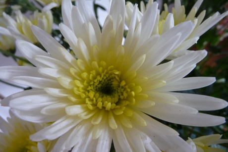 Chrysant