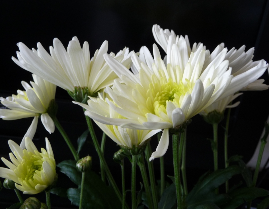 Chrysanten - Planten - 