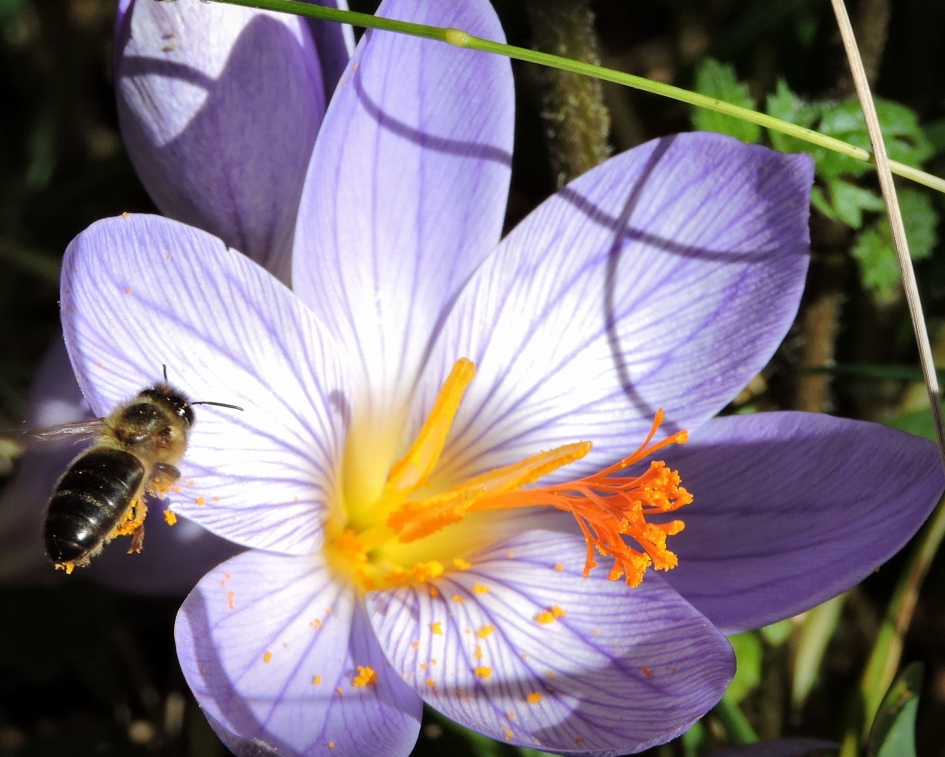Daar komt bezoek - Planten - Herftstijlloos