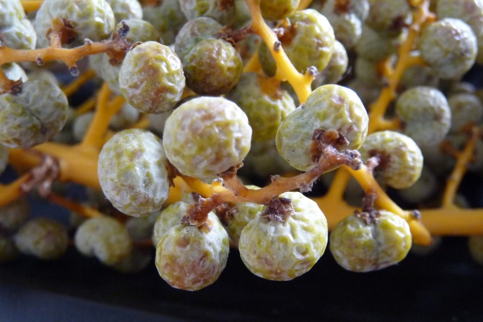 Dadeltak - Planten - 