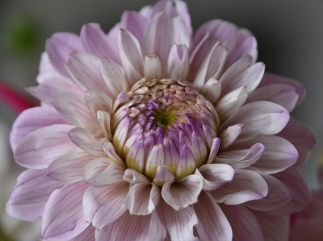 Dahlia