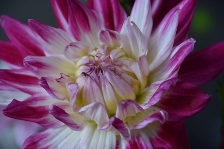 Dahlia