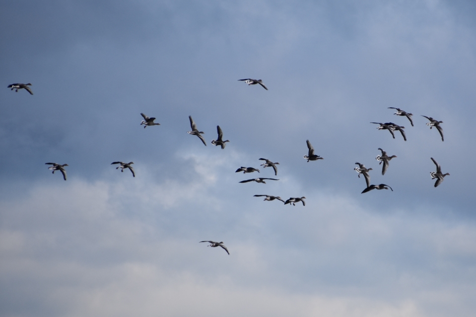 Dalende ganzen - Vogels - 