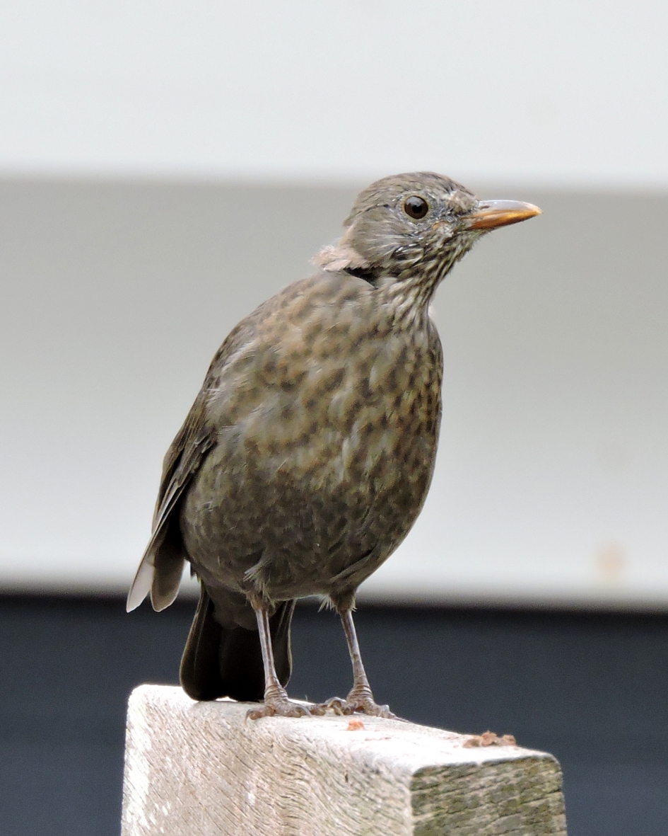 Dame op voetstuk - Vogels - Merel