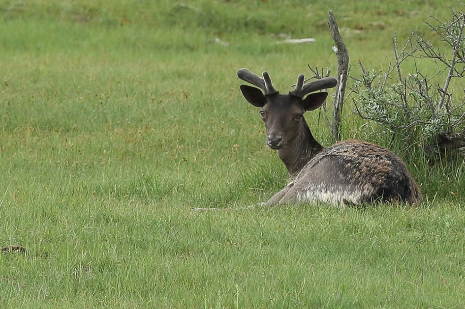 damhert -M- - Zoogdieren - 
