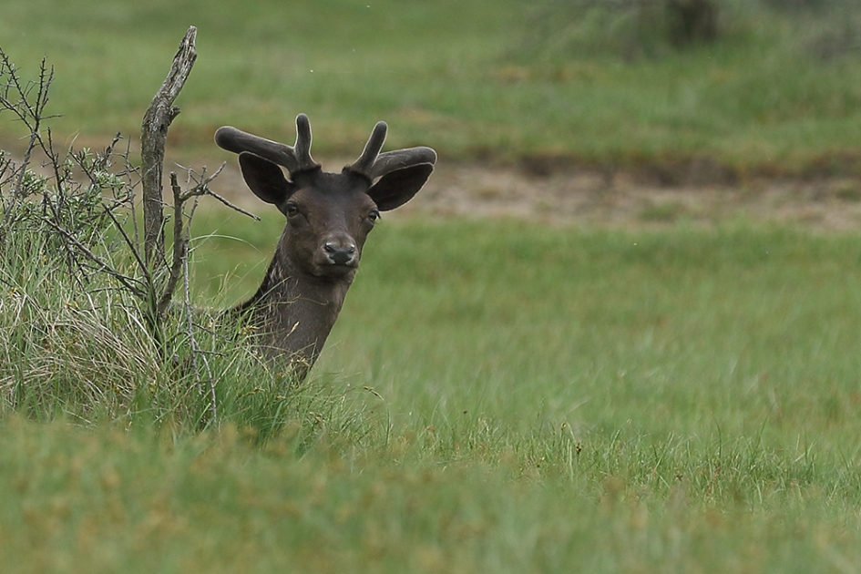 damhert -M- - Zoogdieren - 