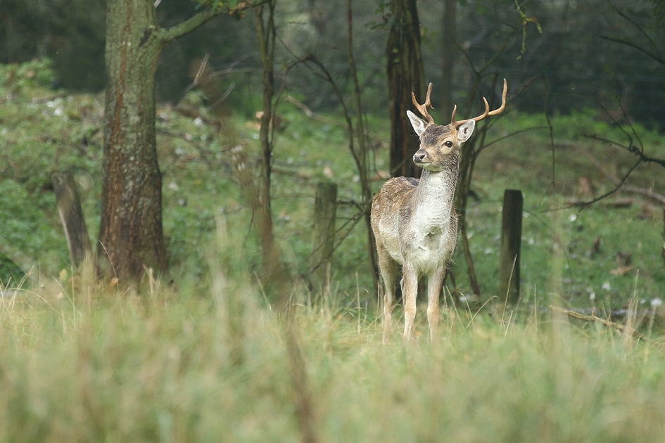 damhert -M- - Zoogdieren - 