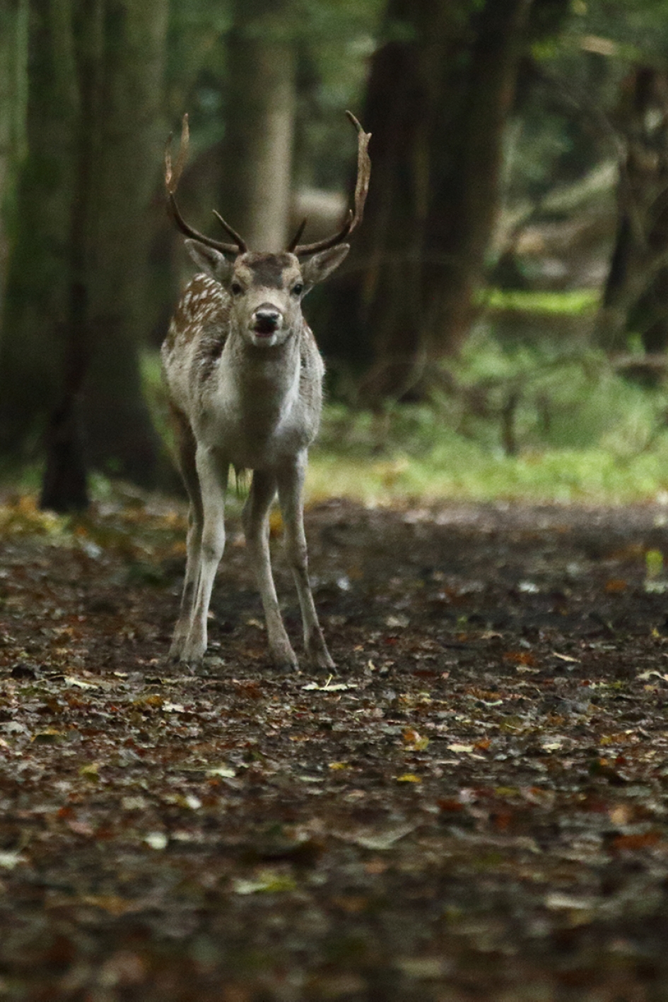 damhert -M- - Zoogdieren - 