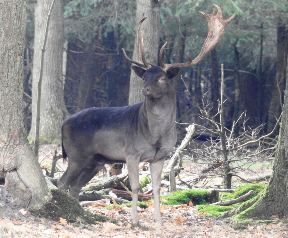 Damhert - Zoogdieren - Damhert