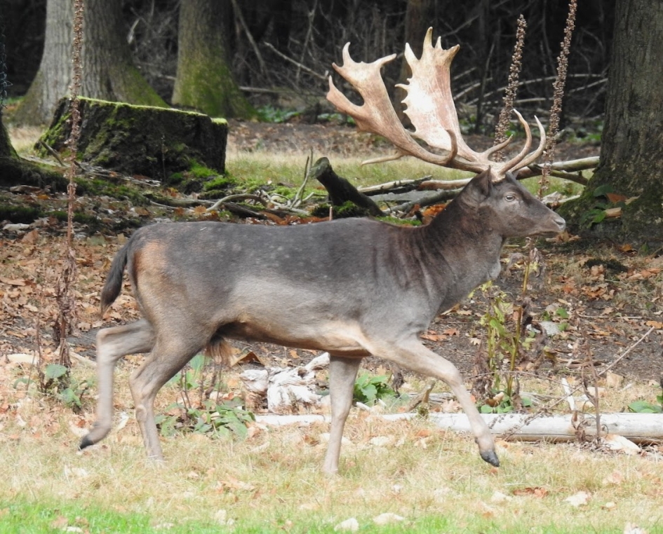 Damhert gaat er vandoor - Zoogdieren - Damhert