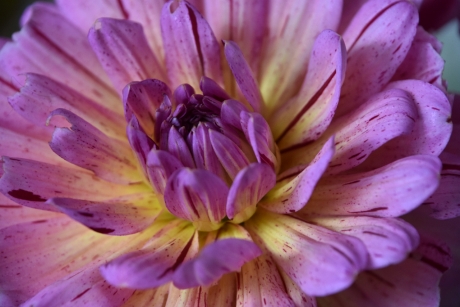 Dahlia