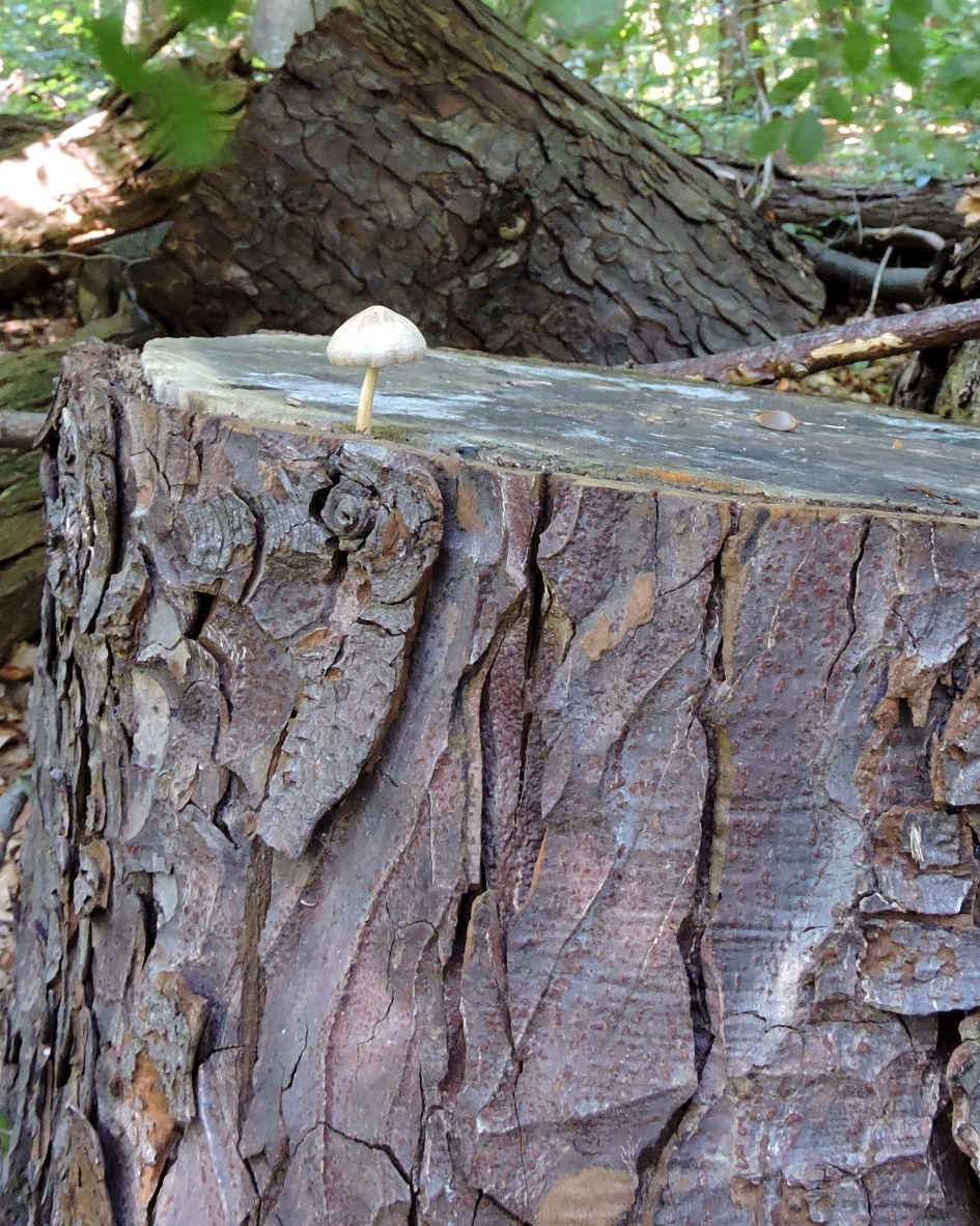 Dapper zwammetje - Schimmels - 