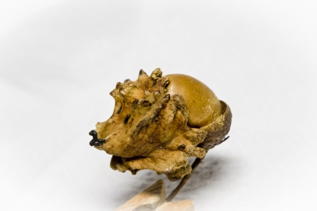 De evolutie van de eikel