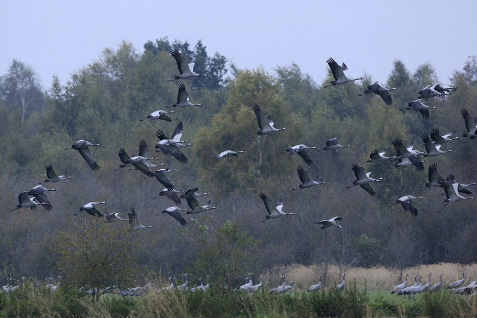 De Grote Trek ..... - Vogels - Kraanvogel
