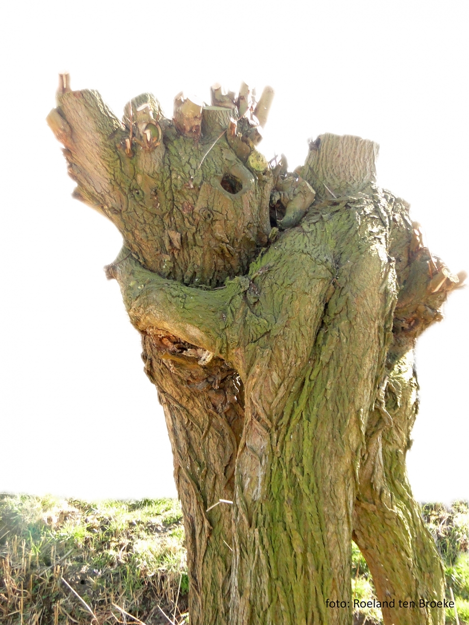 De Knotwilg-knuffel - Planten - 