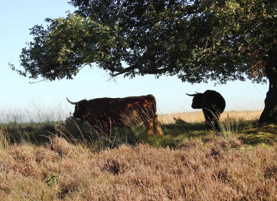 De koeien van Paulus Potter - Zoogdieren - Schotse Hooglander