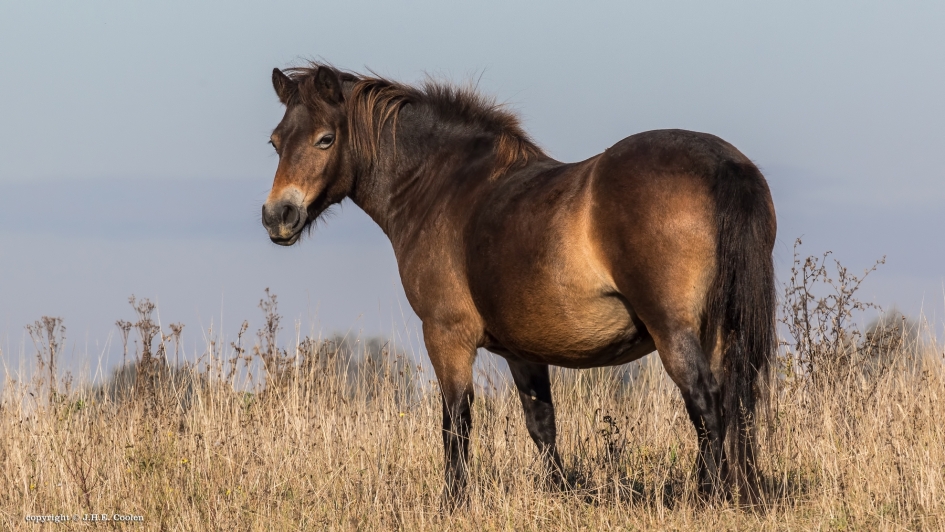 De leider - Zoogdieren - Exmoorpony