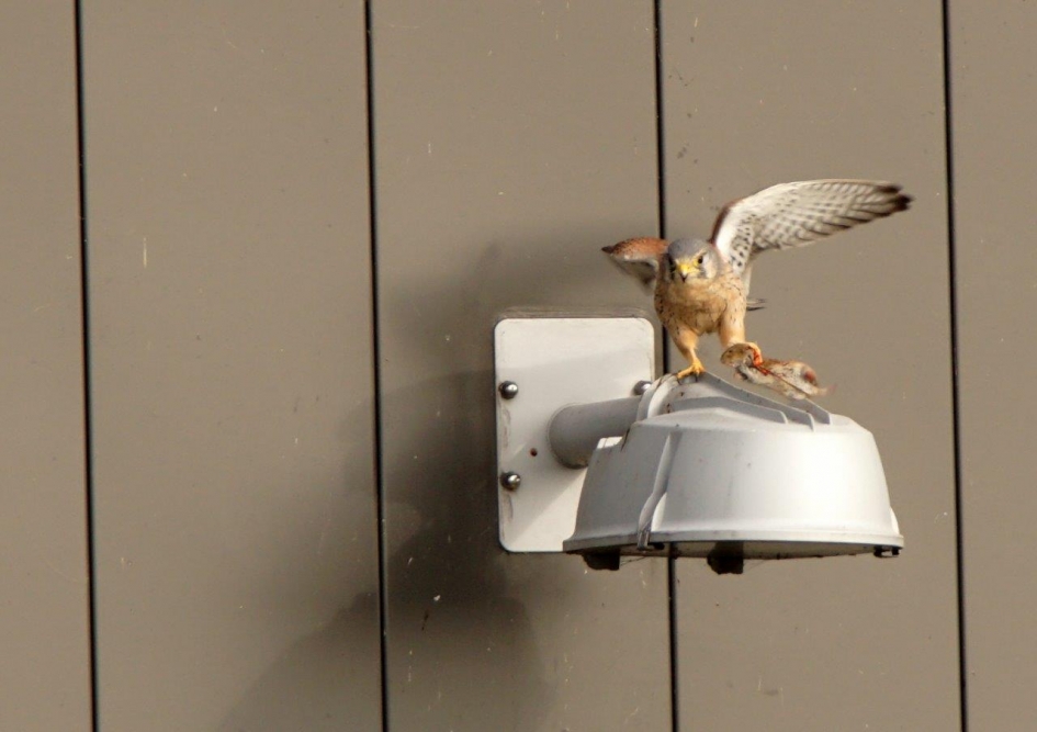 De muis doet het niet meer - Vogels - Torenvalk