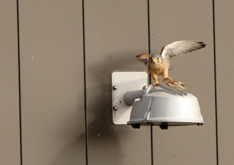 De muis doet het niet meer
