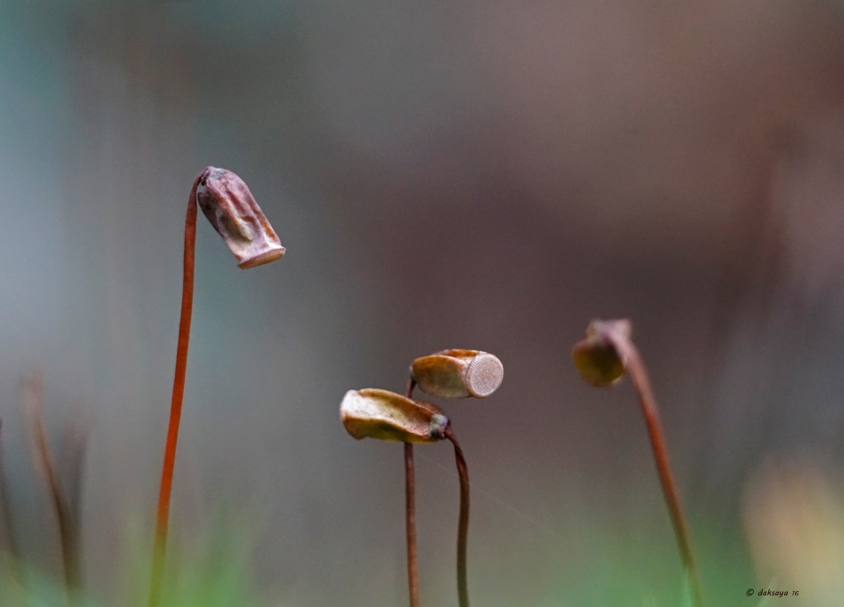 De oppas - Schimmels - Knikmos