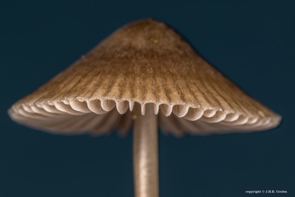 De rand - Schimmels - 