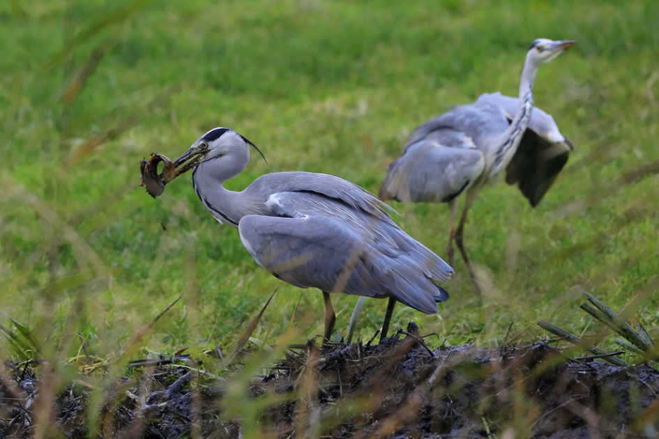 De winnaar ..... - Vogels - Blauwe Reiger