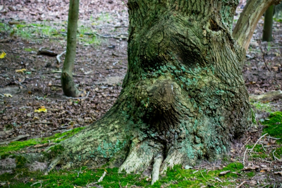 Hondenkop - Planten - 