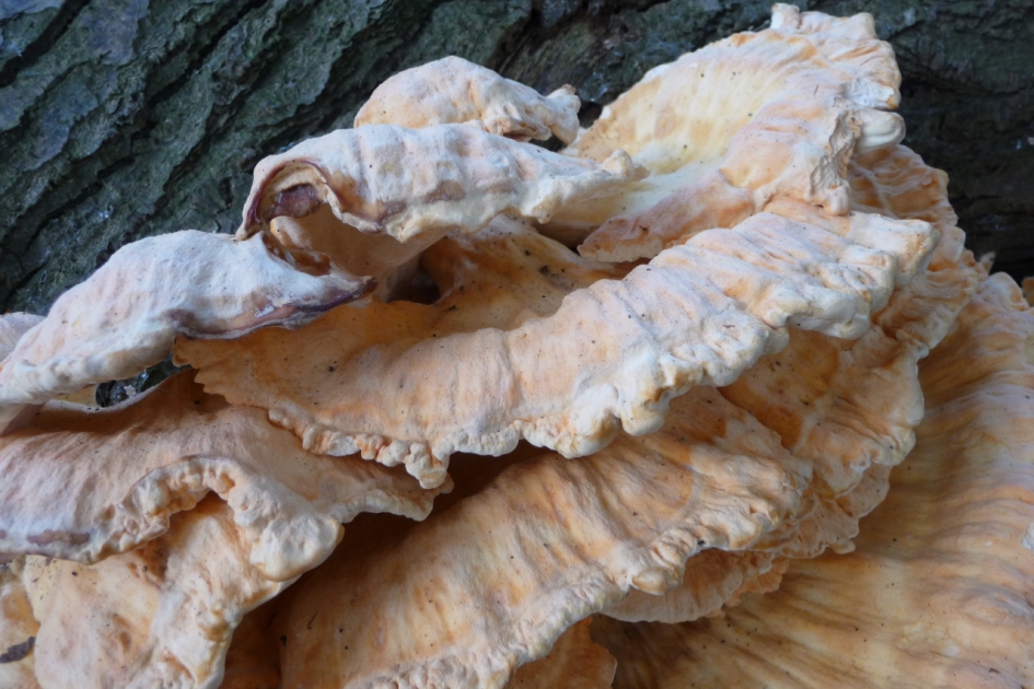 Detail - Schimmels - 