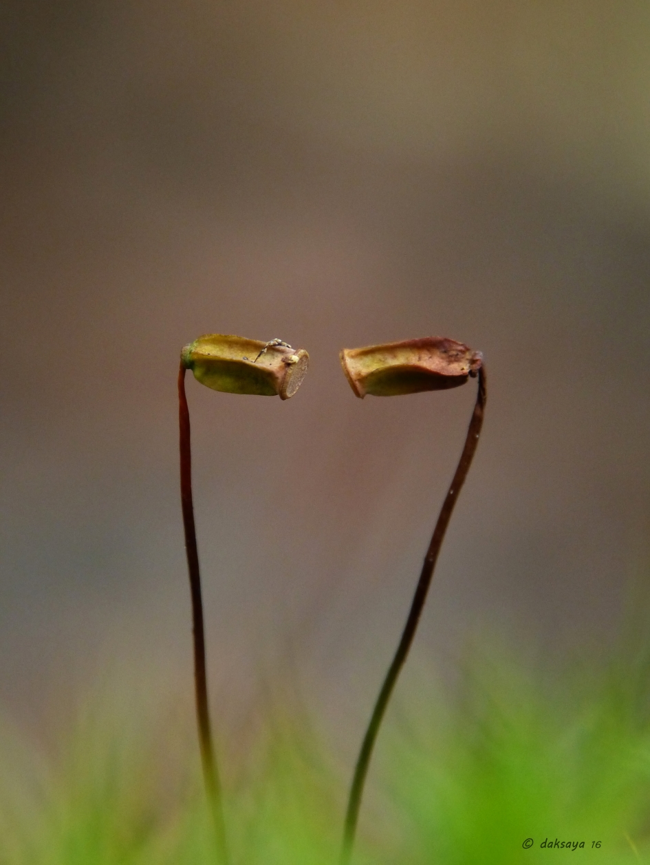 Dialoog - Schimmels - Knikmos