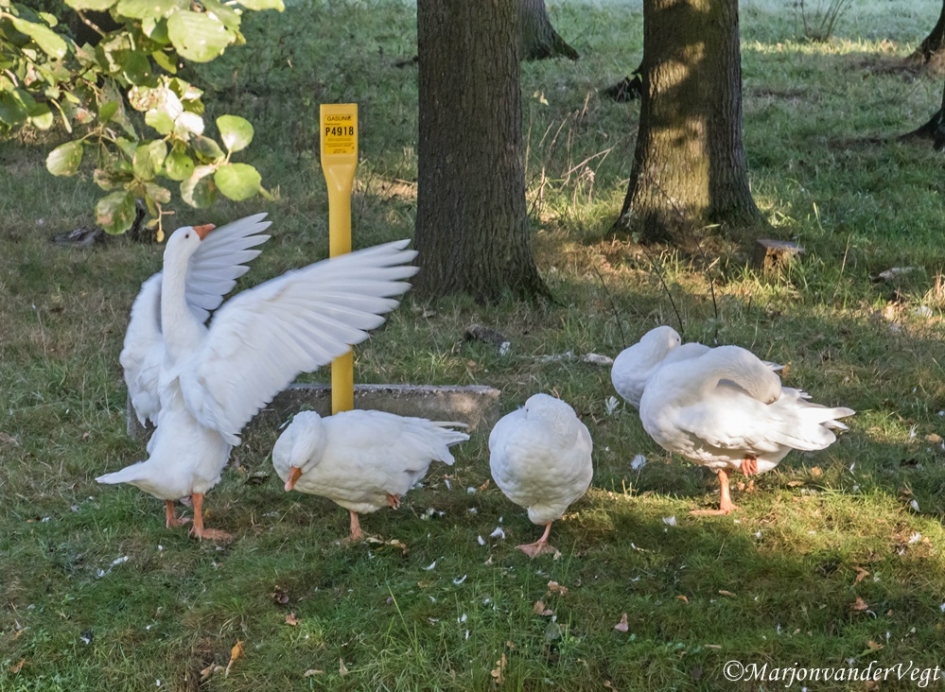 Dirigent - Vogels - ganzen